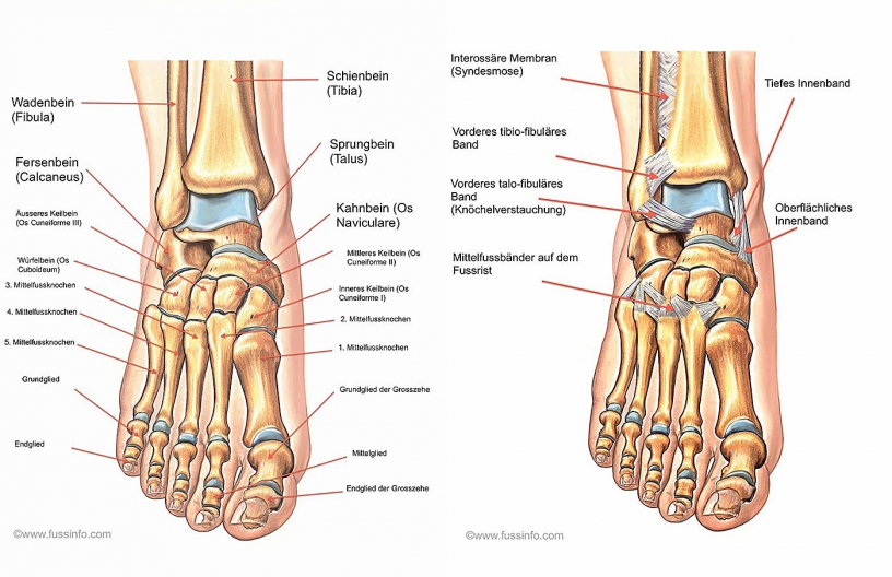 fussanatomie1